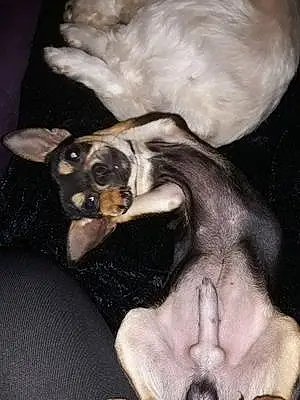 Nom Chihuahua Chien Ooper