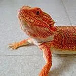 Reptile, Lizard, Scaled Reptile, Dragon Lizard, Agama, Queue, Gecko, Iguania