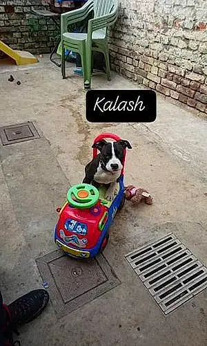 Nom American Staffordshire Terrier Chien Kalash