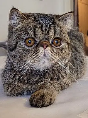 Exotic Shorthair Chat Titus