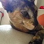 Chat, Small To Medium-sized Cats, Felidae, Moustaches, Carnivore, Museau, German Rex, Asiatique, Domestic Short-haired Cat, European Shorthair, Ojos Azules, Faon, Griffe, Devon Rex