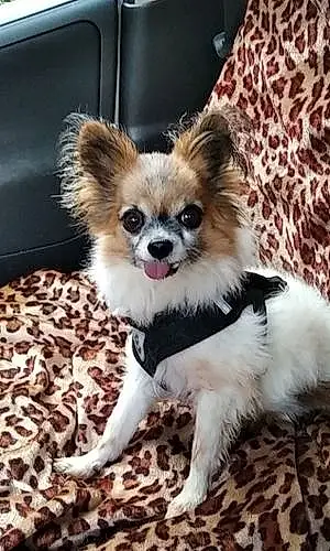 Nom Chihuahua Chien Oscar