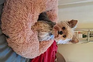 Yorkshire Terrier Chien Sweety