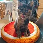 Chat, Felidae, Comfort, Cat Supply, Carnivore, Small To Medium-sized Cats, Moustaches, Pet Supply, Museau, Automotive Tire, Queue, Domestic Short-haired Cat, Poil, Patte, Cat Bed, Pet Food, Animal Feed