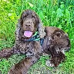 Chien, Carnivore, Race de chien, Water Dog, Liver, Working Animal, Ã‰pagneul, Plante, Chien de compagnie, Dog Collar, Herbe, Retriever, Collar, Pointing Breed, Terrier, Poil, Cocker Spaniel, Terrestrial Animal, Toy Dog