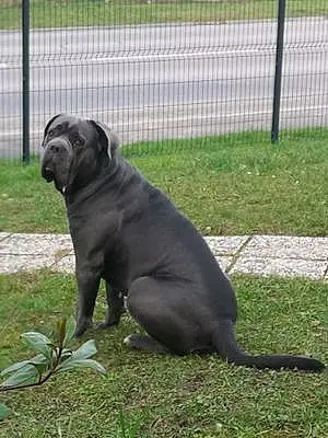 Cane Corso Chien Only