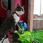 Plante, Chat, Green, Felidae, Small To Medium-sized Cats, Moustaches, Carnivore, Terrestrial Plant, Queue, Herbe, Houseplant, FenÃªtre, Collar, Domestic Short-haired Cat, Poil, Pet Supply, Leaf Vegetable, Annual Plant, Herb, Cat Supply