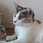 Chat, Small To Medium-sized Cats, Felidae, Moustaches, Carnivore, Chat de l’Egée, Domestic Short-haired Cat, Yeux, American Wirehair, Polydactyl Cat, Asiatique, European Shorthair, Chatons, Faon, Japanese Bobtail, Burmilla