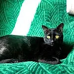 Chat, Yeux, Green, Felidae, Comfort, Carnivore, Iris, Small To Medium-sized Cats, Grey, Bombay, Moustaches, Cat Supply, Museau, Queue, Chats noirs, Poil, Domestic Short-haired Cat, Herbe, Assis, Terrestrial Animal
