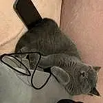 Chat, Grey, Comfort, Felidae, Moustaches, Audio Equipment, Queue, Small To Medium-sized Cats, Domestic Short-haired Cat, Wire, Cable, Poil, Electrical Wiring, Gadget, Monochrome, Patte, Electrical Supply, Bois, Chats noirs