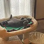 Chien, Comfort, Felidae, Race de chien, Carnivore, Small To Medium-sized Cats, Cat Supply, Dog Bed, Dog Supply, Pet Supply, Faon, Chien de compagnie, Cat Bed, Bois, Queue, Moustaches, Hardwood, Table, Canidae