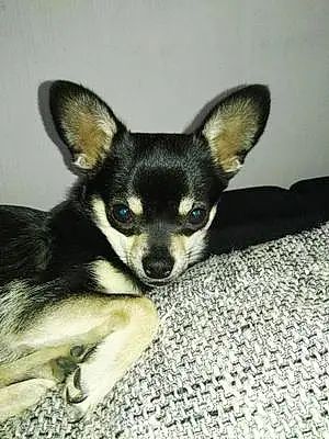 Nom Chihuahua Chien Aramis