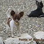Chien, Canidae, Race de chien, Carnivore, Chihuahua, Teddy Roosevelt Terrier, Russkiy Toy, Faon, Chien de compagnie, Toy Dog, Miniature Fox Terrier, Chiots, Toy Fox Terrier