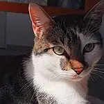 Chat, Moustaches, Small To Medium-sized Cats, Felidae, Domestic Short-haired Cat, Chat de lâ€™EgÃ©e, American Wirehair, European Shorthair, Carnivore, Museau, Chat tigrÃ©, Yeux, Asiatique, American Shorthair, Chatons, Polydactyl Cat