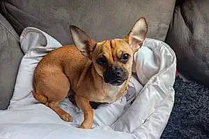 Nom Chihuahua Chien Betty