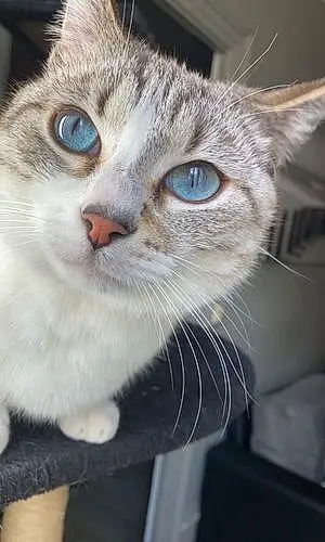 Ojos Azules Chat Loucky