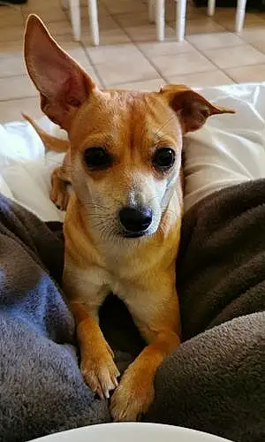 Nom Chihuahua Chien Oxana