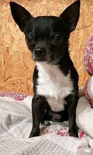 Nom Chihuahua Chien Optimus