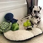Chien, Canidae, Stuffed Toy, Dog Toy, Chiots, Peluches, Chien de compagnie, Dalmatian, Jouets, Non-sporting Group, Dog Supply, Race de chien, Pillow, Dog Bed, Chiot d’amour, Carnivore, Textile, Baby Toys, Pet Supply, Poil