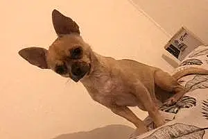 Nom Chihuahua Chien Orus