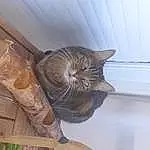 Brown, Chat, FenÃªtre, Felidae, Carnivore, Bois, Small To Medium-sized Cats, Faon, Moustaches, Comfort, Queue, Domestic Short-haired Cat, Hardwood, Poil, Ceiling, Room, Window Treatment, Pattern, Plywood