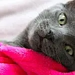 Chat, Small To Medium-sized Cats, Felidae, British Shorthair, Moustaches, Bleu russe, Korat, Chartreux, Museau, Carnivore, Nebelung, Domestic Short-haired Cat, Burmese, Close-up, Chats noirs, Chatons, Asiatique, British Semi-longhair