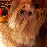 Chien, Canidae, Race de chien, Yorkshire Terrier, Carnivore, Australian Silky Terrier, Chien de compagnie, Shih Tzu, Terrier, Biewer Terrier, Petit Terrier, Toy Dog, Glen Of Imaal Terrier, Chinese Imperial Dog, Rare Breed (dog), Faon, Morkie, Cairn Terrier