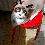 Chat, Yeux, Jambe, Felidae, Carnivore, Small To Medium-sized Cats, Grey, Moustaches, Faon, Queue, Museau, Domestic Short-haired Cat, Patte, Poil, Bois, Assis, Door, Moustache