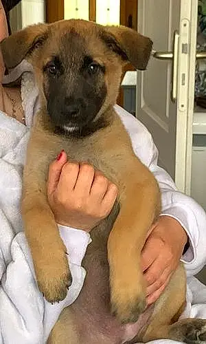 Berger Malinois Chien Ruby