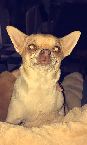 Nom Chihuahua Chien Espoir