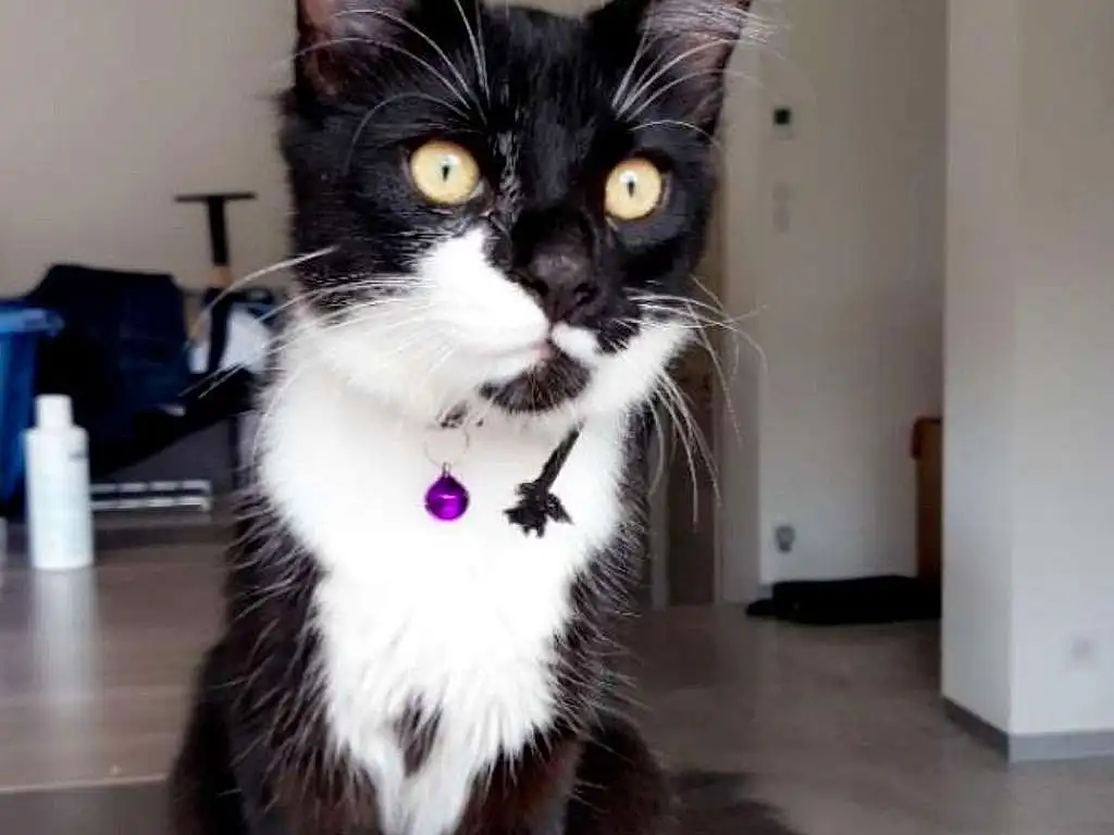 Chat, Small To Medium-sized Cats, Felidae, Moustaches, Chatons, Carnivore, Domestic Short-haired Cat, European Shorthair, NorvÃ©gien, American Wirehair, Polydactyl Cat, Chat de lâ€™EgÃ©e, Black-and-white
