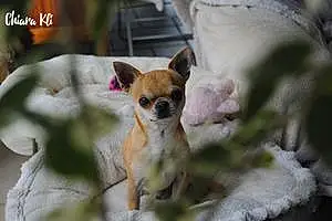 Nom Chihuahua Chien Maximus