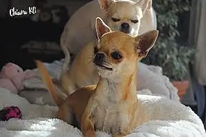 Nom Chihuahua Chien Sofia