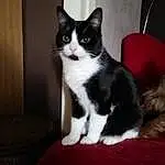 Chat, Small To Medium-sized Cats, Felidae, Moustaches, Carnivore, Domestic Short-haired Cat, American Wirehair, Chatons, Black-and-white, Polydactyl Cat, European Shorthair, Poil, Queue, Patte, Chat de lâ€™EgÃ©e, NorvÃ©gien