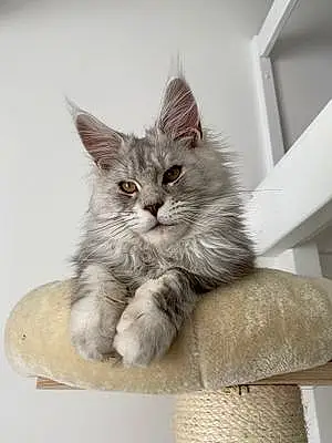 Nom Maine Coon Chat Sweet