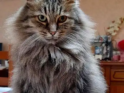 Chat, Carnivore, Felidae, Small To Medium-sized Cats, Cabinetry, Moustaches, Maine Coon, Museau, British Longhair, Poil, NorvÃ©gien, Domestic Short-haired Cat, Box, Drawer, Griffe, Terrestrial Animal, Queue