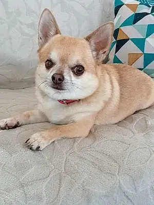 Nom Chihuahua Chien Titi