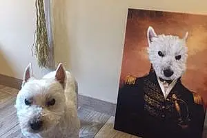 Nom West Highland White Terrier Chien Otto