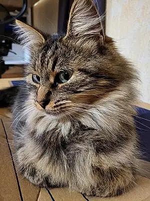 Nom Maine Coon Chat Titite