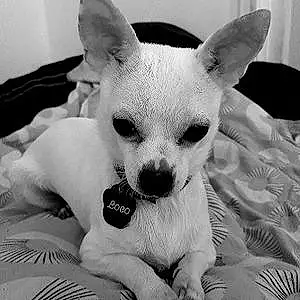 Nom Chihuahua Chien Loco