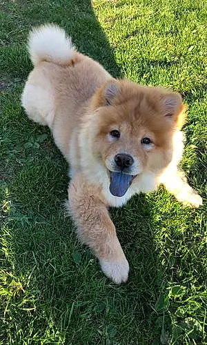 Nom Chow Chow Chien Oona