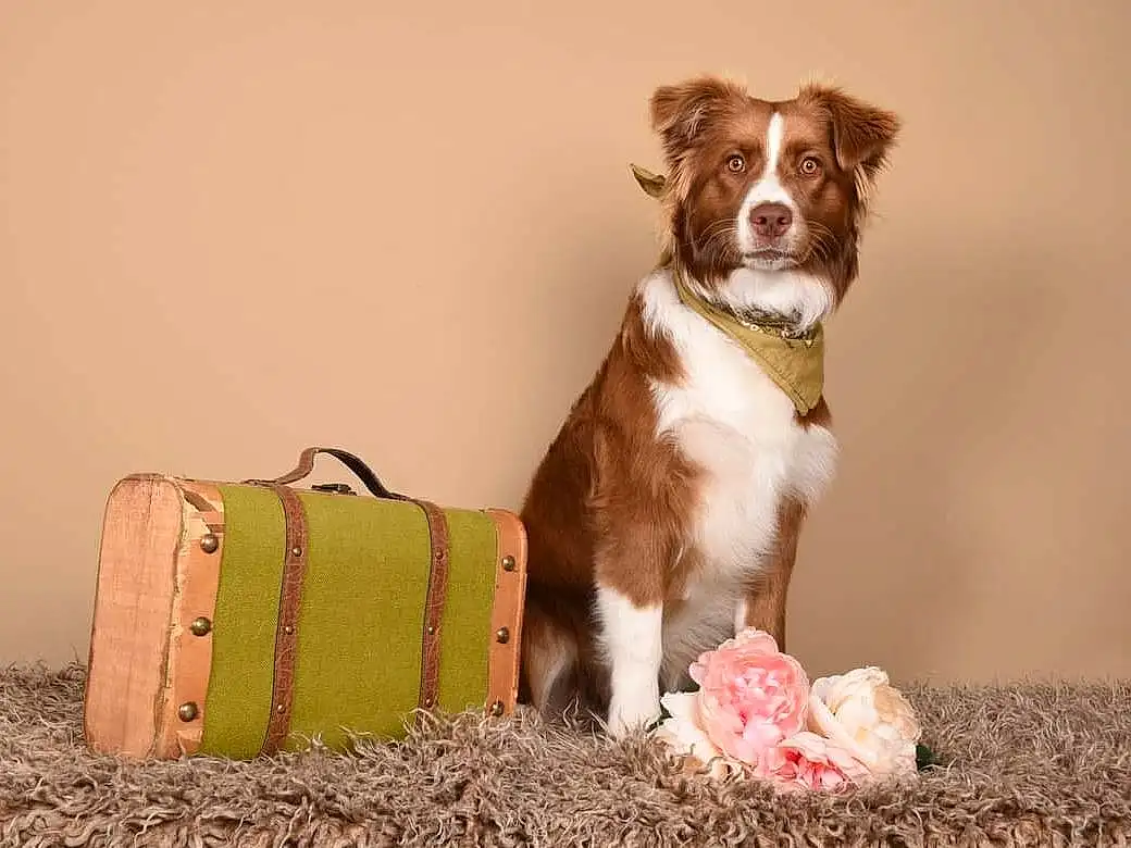 Chien, Carnivore, Liver, Race de chien, Chien de compagnie, Working Animal, Event, Plante, Dog Collar, Luggage And Bags, Poil, Moustaches, Jouets, Bois, Bag, Dog Supply, Terrestrial Animal, Queue, Working Dog