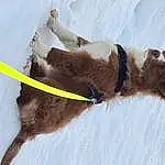 Chien, Neige, Race de chien, Carnivore, Working Animal, Collar, Liver, Pet Supply, Faon, Dog Collar, Slope, Leash, Museau, Dog Supply, Canidae, Hiver, Chien de compagnie, Poil, Queue