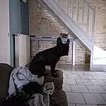Chat, Felidae, Small To Medium-sized Cats, Grey, Moustaches, Comfort, Carnivore, Race de chien, Door, Bois, Queue, Museau, Poil, Room, Domestic Short-haired Cat, Chien de compagnie, Chats noirs