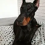 Chien, Dobermann, Canidae, Race de chien, Pinscher, Guard Dog, Manchester Terrier, Toy Manchester Terrier, German Pinscher, Carnivore, Miniature Pinscher, Museau, English Toy Terrier, Working Dog, Oreille, Toy Dog, Non-sporting Group