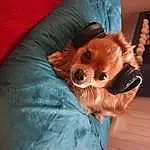 Chien, Race de chien, Carnivore, Oreille, Comfort, Chien de compagnie, Faon, Museau, Moustaches, Dog Supply, Working Animal, Poil, Spitz, Liver, Toy Dog, Canidae, Bed, Jouets, Corgi-chihuahua