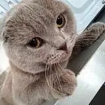 Chat, Felidae, Carnivore, Small To Medium-sized Cats, Moustaches, Iris, Curious, Museau, Oreille, Close-up, Scottish Fold, Poil, Domestic Short-haired Cat, Bleu russe, Pet Supply, Terrestrial Animal