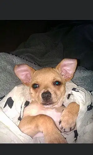 Nom Chihuahua Chien Isia