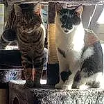 Chat, Felidae, Carnivore, Moustaches, Small To Medium-sized Cats, Grey, Museau, Tints And Shades, Queue, Poil, Domestic Short-haired Cat, Assis, FenÃªtre, Arbre, Noir & Blanc, Patte, Cat Furniture, Door
