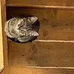 FenÃªtre, Bois, Door, Felidae, Wood Stain, Chat, Hardwood, Plank, Home Door, Shelf, Plywood, Small To Medium-sized Cats, Lumber, Pattern, Building, Room, Domestic Short-haired Cat, Moustaches, Queue, Poil